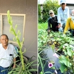 ㊧突然花芽を付けた、「４５年物」のトックリラン＝西脇市西田町、㊨酷暑の中で咲いたサツマイモの花＝西脇市上比延町