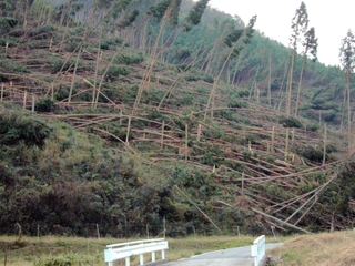 植林の半分以上が暴風雨でなぎ倒された山＝２００４年１０月、旧八千代町内（現多可町）