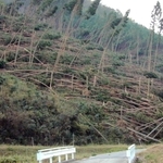 植林の半分以上が暴風雨でなぎ倒された山＝２００４年１０月、旧八千代町内（現多可町）