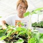 残暑の影響で開花が遅れたイチゴ＝西脇市嶋