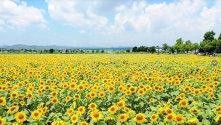ヒマワリ畑の動画より（小野市提供）