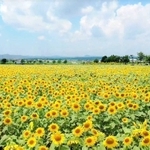 ヒマワリ畑の動画より（小野市提供）