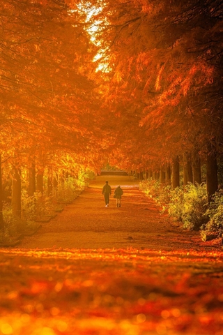 【６】ａｒａ＿ｋｙａｎさんの「秋色の並木道」＝１１月２８日、加東市、県立播磨中央公園