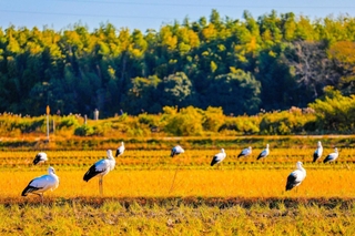 【７】ｓｏｕｔａｍａｍａ４８８ｇさんの「幸運がいっぱい」＝１１月３０日、加東市