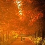 【６】ａｒａ＿ｋｙａｎさんの「秋色の並木道」＝１１月２８日、加東市、県立播磨中央公園