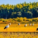 【７】ｓｏｕｔａｍａｍａ４８８ｇさんの「幸運がいっぱい」＝１１月３０日、加東市