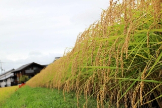 日本農業遺産に認定された山田錦＝加東市（北播磨県民局提供）