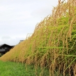日本農業遺産に認定された山田錦＝加東市（北播磨県民局提供）