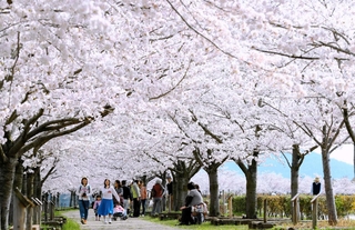 満開の桜のトンネルを通り抜けできる「おの桜づつみ回廊」＝小野市内