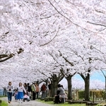 満開の桜のトンネルを通り抜けできる「おの桜づつみ回廊」＝小野市内