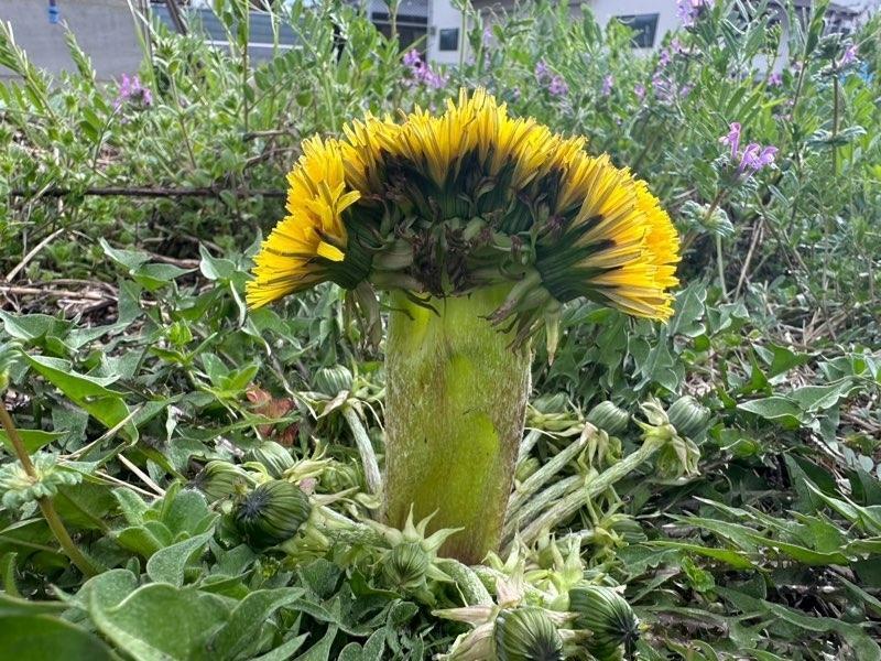 大きなタンポポ 大きなタンポポ？Big Dandelion? | 私信 まるです。