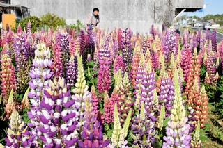 色とりどりの花を咲かせるルピナス＝加西市東笠原町