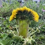 まるで花束のように数輪の花がくっついて咲いたセイヨウタンポポ＝加西市繁昌町（住民女性提供）