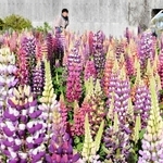 色とりどりの花を咲かせるルピナス＝加西市東笠原町