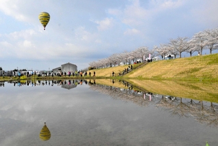 おの桜づつみ回廊の人気を支える「逆さ桜」。堤防の桜並木が田んぼの水面に映る＝４月、小野市高田町