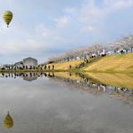 おの桜づつみ回廊の人気を支える「逆さ桜」。堤防の桜並木が田んぼの水面に映る＝４月、小野市高田町