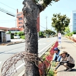 ピンク色を中心に華やかな草花が楽しめるオリンピア通り＝加東市社
