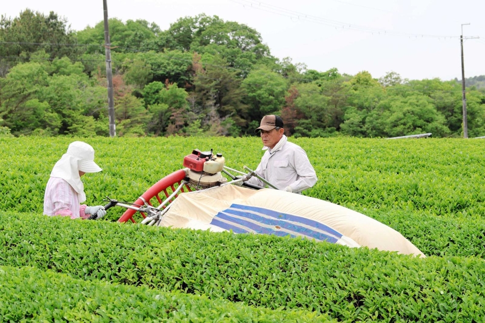 加東市の「播磨やしろ茶」存続の危機 栽培2軒のみ、JA荷受量10年で激減