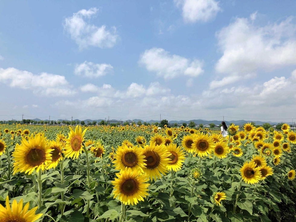 夏本番、ヒマワリ見頃に 「ひまわりの丘公園」で40万本 小野|北播|神戸