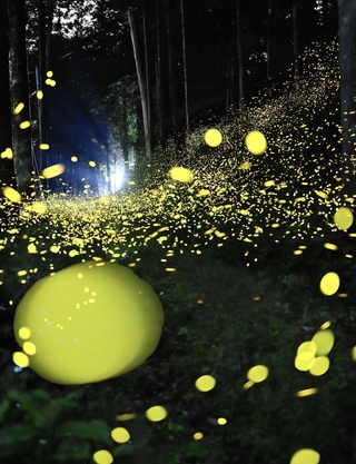 ｉｋｕｏ．ｙ２０１８さんの「光の祭典」＝６月１２日、多可町内