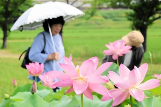 ピンク色の花を咲かせ、水辺を彩る大賀ハス＝加東市東古瀬