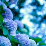 ｔｍ＿ｐｈｏｔｏ＿さんの「光と紫陽花」＝６月２５日、三木市・金剛寺
