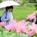 ピンク色の花を咲かせ、水辺を彩る大賀ハス＝加東市東古瀬