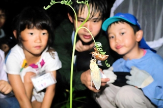 羽化直後のセミを発見し、観察する子どもら＝加東市上久米、やしろの森公園