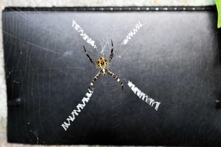 アルファベットを書くクモ? 加西で発見 確かに「N、M、W」の文字、正体