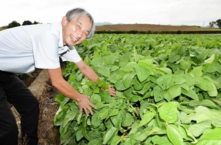 枝豆用の品種「ひかり姫」の成長を確かめる杉本琢真さん＝県立農林水産技術総合センター
