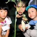 羽化直後のセミを発見し、観察する子どもら＝加東市上久米、やしろの森公園