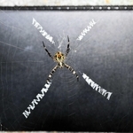 アルファベットのような巣を張るクモ＝加西市玉丘町