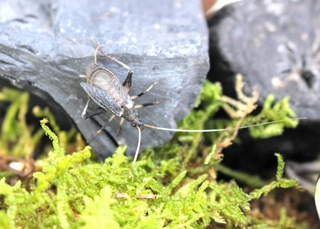 雄雌両方の羽があるスズムシ＝多可町