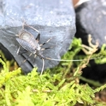 雄雌両方の羽があるスズムシ＝多可町