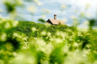 ｃｏｍａｃｈａｎ９９さんの「フワフワ～の白い蕎麦の花、このあとは美味しいお蕎麦に♪」＝９月２６日、小野市