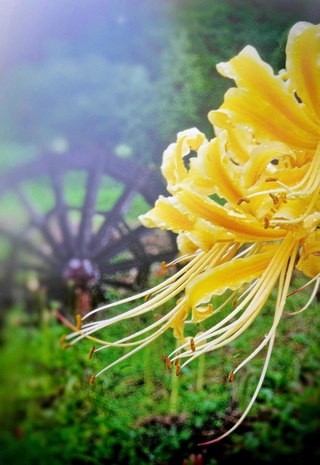 ｓｍａ＿ｐｈｏ＿ｔｏ＿ｋｏｂｅさんの「嵐の前の静けさを纏う彼岸花」＝９月２１日、多可町中区間子