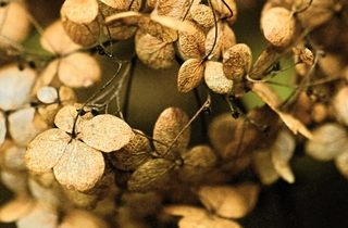 ｎｉｓｈｉｕｍｉｍａｙｕｍｉさんの「季節の忘れ物」＝９月１２日、加西市、県立フラワーセンター