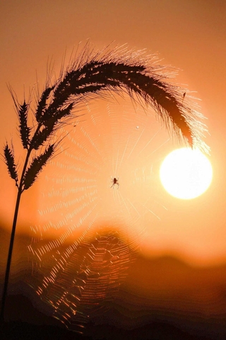 ｍａｓａｍｉ４５４６さんの「Ｓｕｎｓｅｔハンター」＝９月１日、北条鉄道網引駅周辺