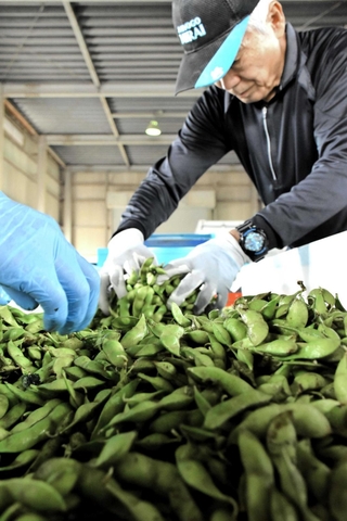 遺伝的に９４％が丹波黒と一致する枝豆用黒大豆「ひかり姫」＝加西市玉野町