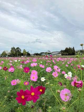 雲が空を覆う中、咲き始めたコスモス＝小野市浄谷町