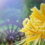 ｓｍａ＿ｐｈｏ＿ｔｏ＿ｋｏｂｅさんの「嵐の前の静けさを纏う彼岸花」＝９月２１日、多可町中区間子