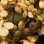 ｎｉｓｈｉｕｍｉｍａｙｕｍｉさんの「季節の忘れ物」＝９月１２日、加西市、県立フラワーセンター