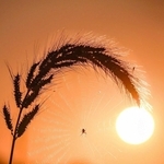 ｍａｓａｍｉ４５４６さんの「Ｓｕｎｓｅｔハンター」＝９月１日、北条鉄道網引駅周辺