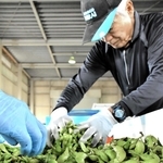 遺伝的に９４％が丹波黒と一致する枝豆用黒大豆「ひかり姫」＝加西市玉野町