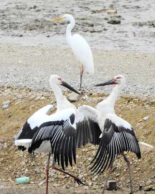 ｓｕｓｕｍｕ１６９さん「ケンカはやめて！」＝１０月１２日、小野市王子町大池