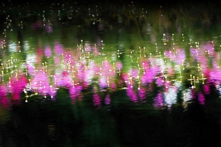 ｏｓｈｉｇｅ０９０１さんの「コスモスと梅花藻」＝１０月１８日、三木山森林公園