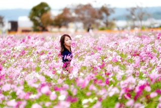＿ｍｉｉ＿０８３さんの「秋桜の記憶」＝１０月２５日、小野市ひまわりの丘公園