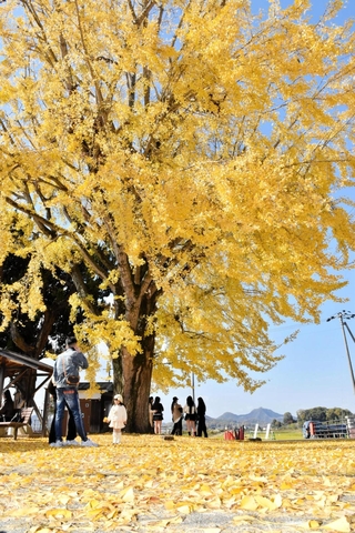 黄色く色づいた大イチョウ＝加西市網引町