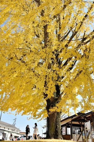 黄色く色づいた大イチョウ＝加西市網引町