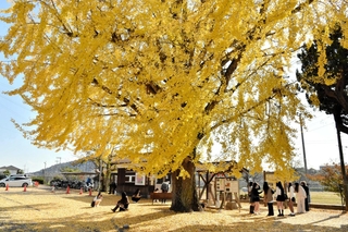 黄色く色づいた大イチョウ＝加西市網引町
